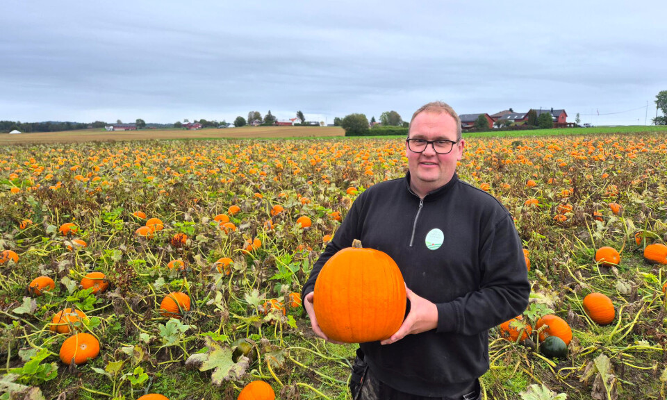 800 tonn norske Halloween-gresskar fra Bama