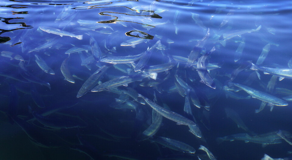 Regjeringen vil innføre strengere bøter for høy laksedødelighet