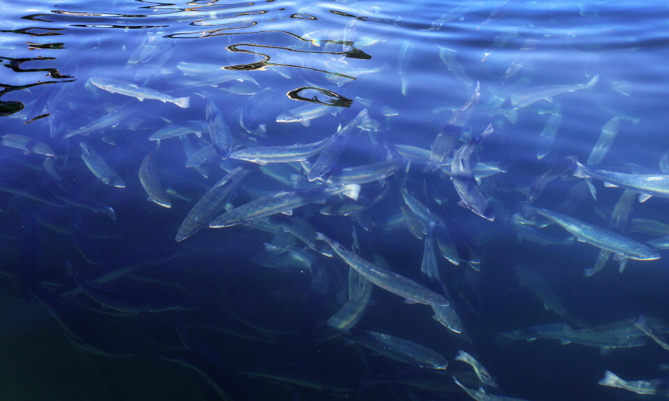 Regjeringen vil innføre strengere bøter for høy laksedødelighet