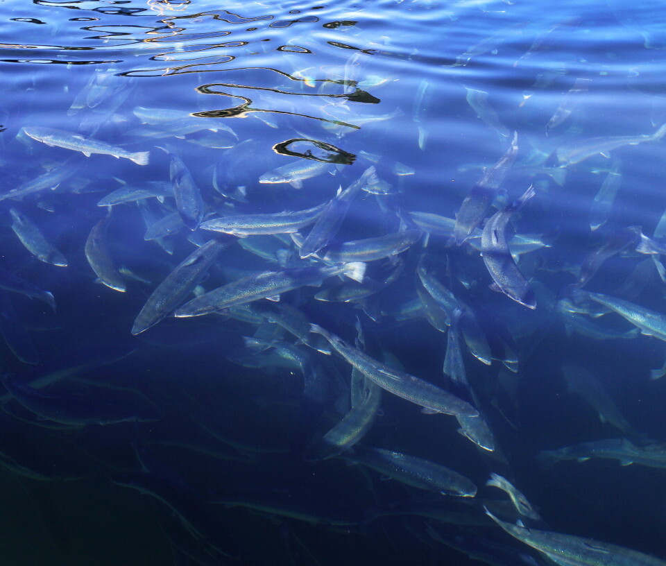 Regjeringen vil innføre strengere bøter for høy laksedødelighet