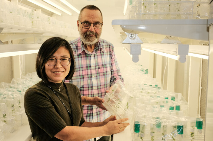 Lanserer nasjonal klonbank for poteter