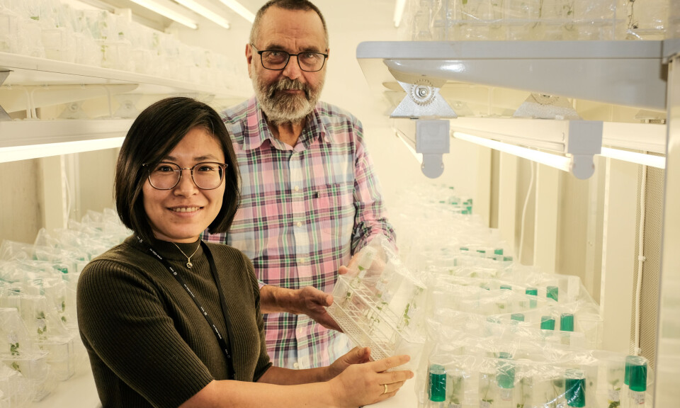 Lanserer nasjonal klonbank for poteter