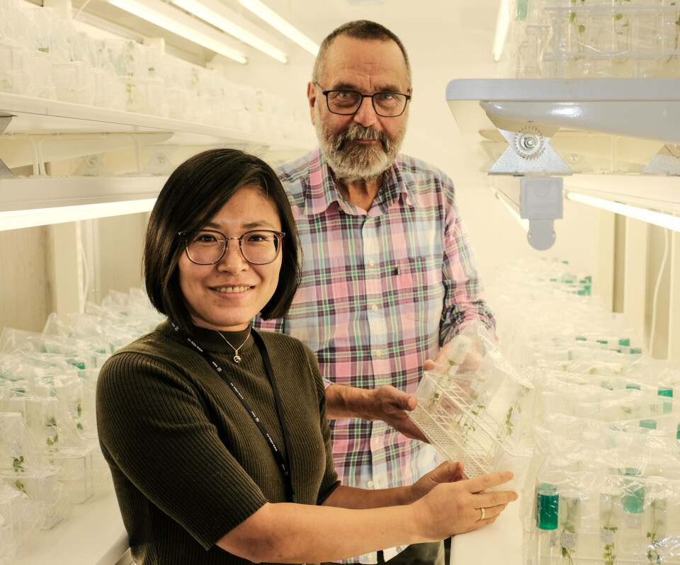 Lanserer nasjonal klonbank for poteter