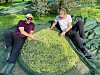 Ekteparet Marit og Stian Bromark gjør all innhøstingen selv. Bare det første året fikk de hjelp av en lokal venn.