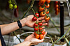 SMÅ TOMATER, NY TEKNOLOGI: Belgiske tomatdyrkere tar i bruk solcellepaneler over plantene for å redusere varmestress og produsere strøm.