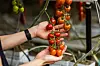 SMÅ TOMATER, NY TEKNOLOGI: Belgiske tomatdyrkere tar i bruk solcellepaneler over plantene for å redusere varmestress og produsere strøm.